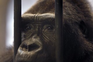 Bua Noi vit depuis 30 ans enfermée.